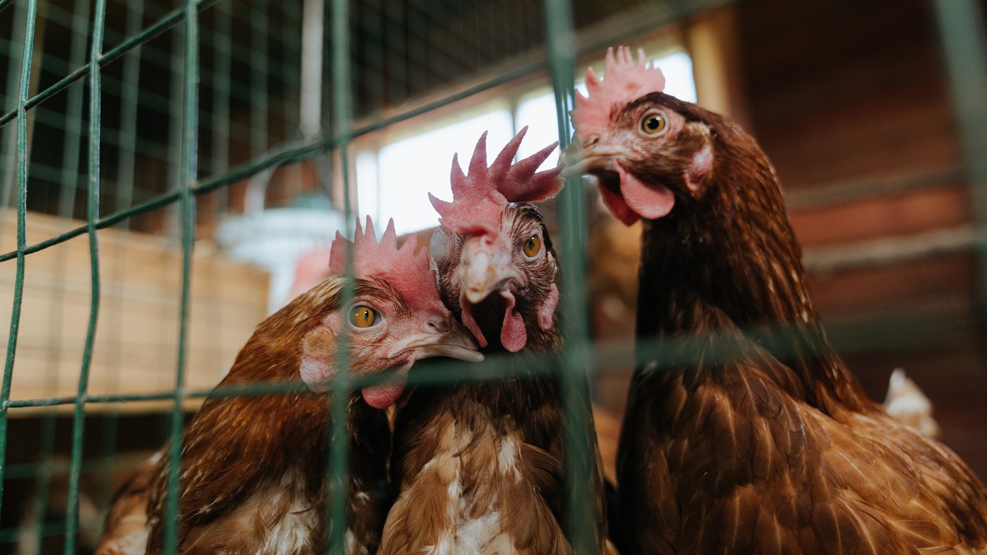 kaiyun中国官方网站-“意甲爆发大战，追逐梦想的脚步不停歇”，意甲2020-2021赛程表