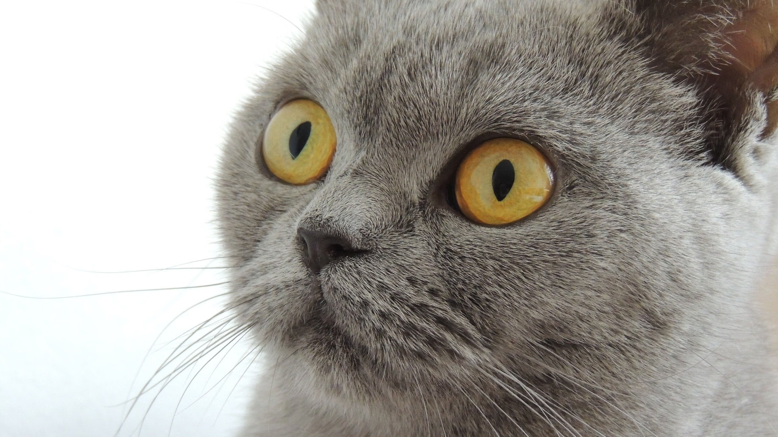 开云体育官方网入口-“足球+文旅”融合创新项目在多个城市启动，打造新型文化产业发展链