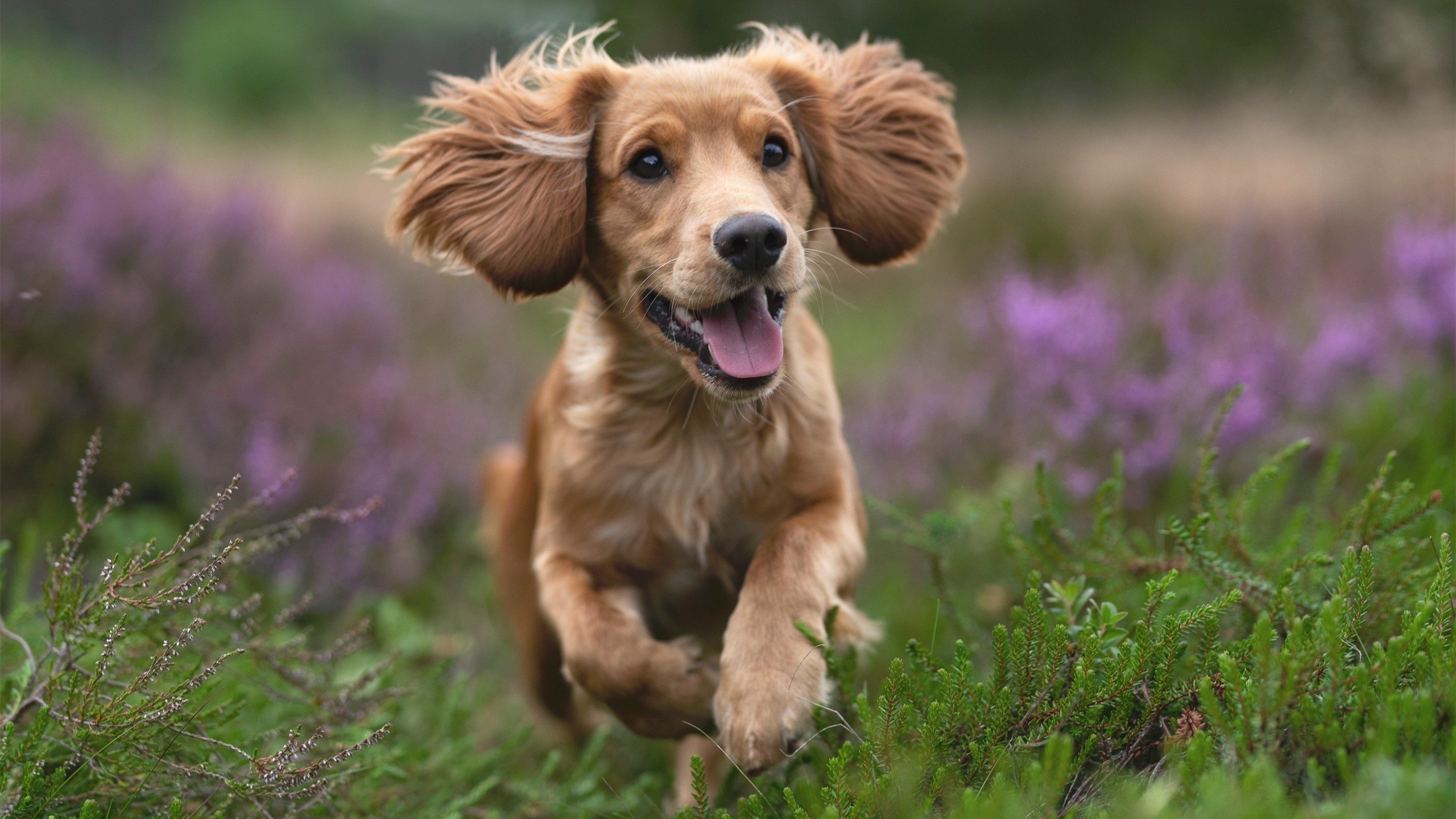 开云APP-登贝莱被评为法甲赛季最佳球员，叫登贝莱的球员