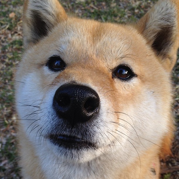 开云官网APP下载-阿根廷点球大战淘汰德国，晋级决赛，1990阿根廷点球