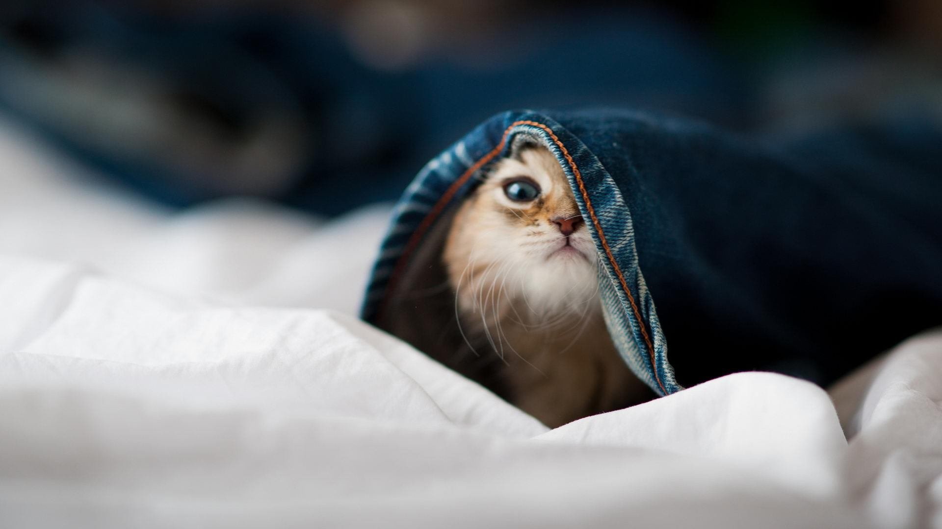 开云下载-中国网球男双组合首进大满贯八强，写下历史新篇章，中国网球男单选手排名