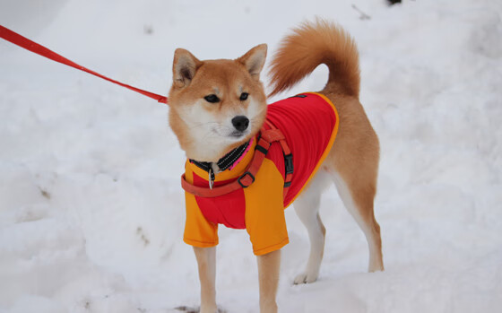 kaiyun登录入口-千叶喷射机体能储备充足，千叶喷气机