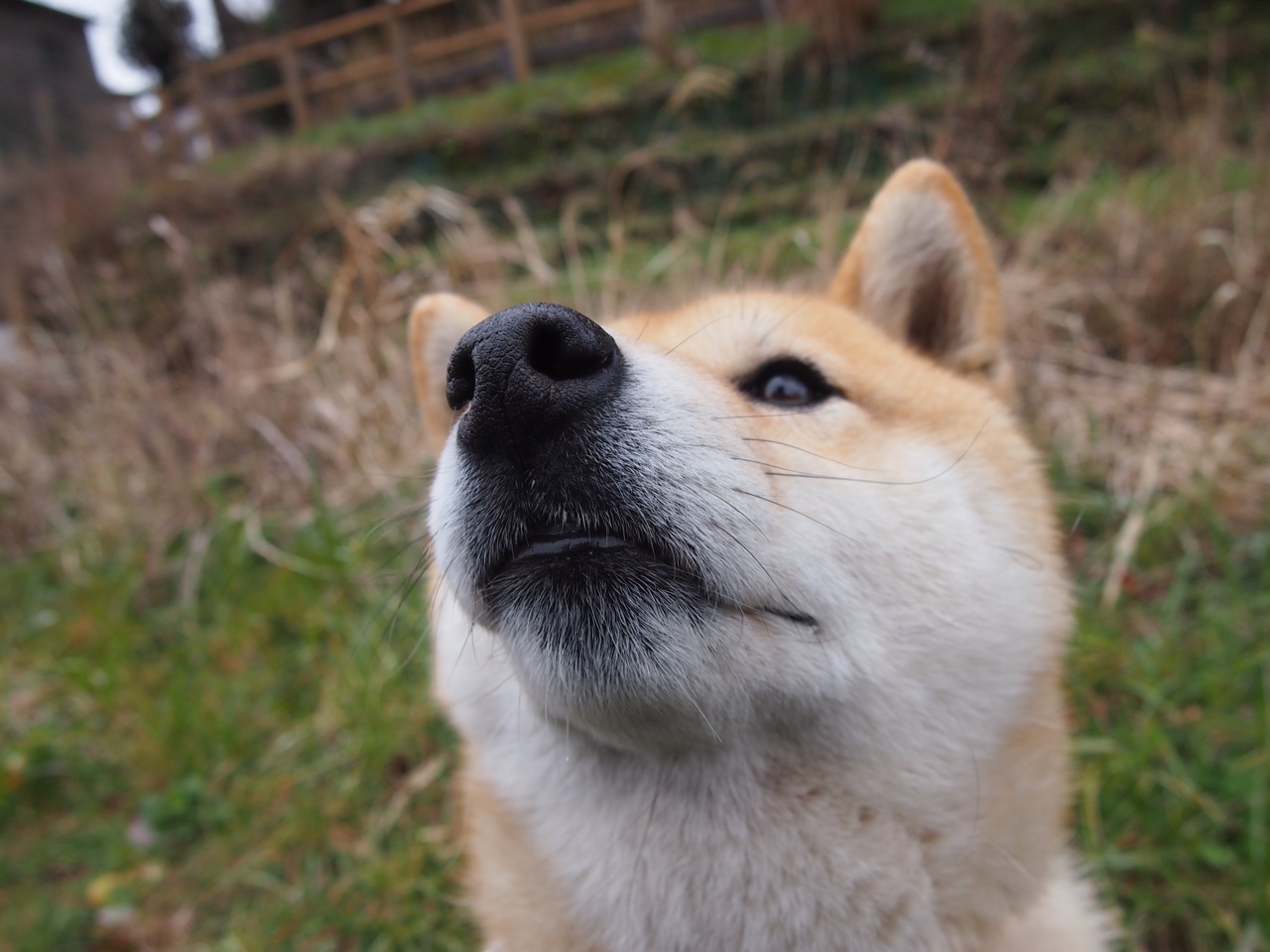 开云官网登录-独行侠运动战术变革 新战术惊艳球迷，独行侠队的球员名单