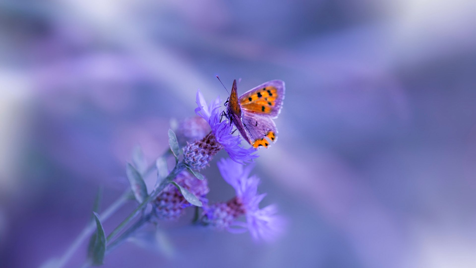 开云首页登录-英格兰队在国际比赛中实力无敌，预约冠军之位，英国英格兰队