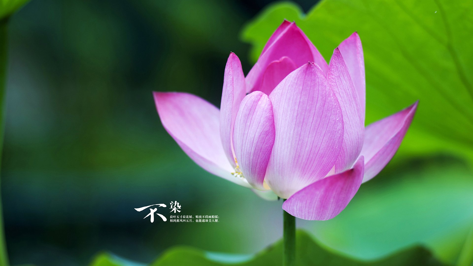 开云官网APP下载-中国香港队赛制探讨：如何依托团体赛推动团队协作，香港队比赛