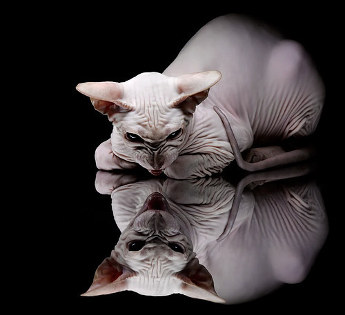 开云中国-“尼古拉斯·桑特基的精准传球与快速突破，带领美洲狮队走向国际舞台”