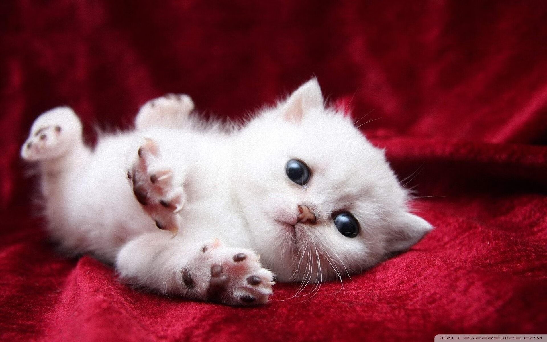 Kaiyun APP-职业教练赴海外深造学习前沿训练理念带回创新方法